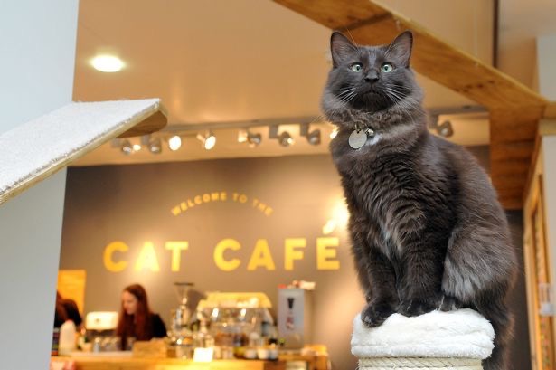 Cozy Mocsky Café interior with cats lounging on shelves and sofas